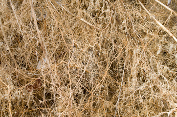 Fototapeta na wymiar Many small entangled roots of cane