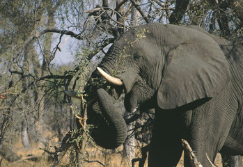 African Elephant Botswana 