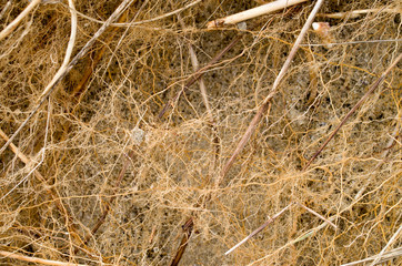 Many small entangled roots of cane