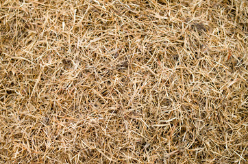 Dry mowed grass closeup