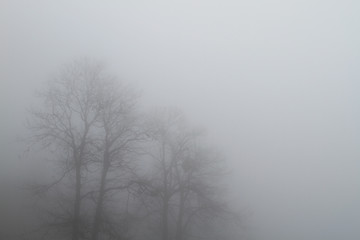 Bäume im Nebel
