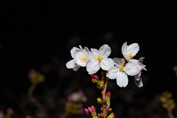 夜桜