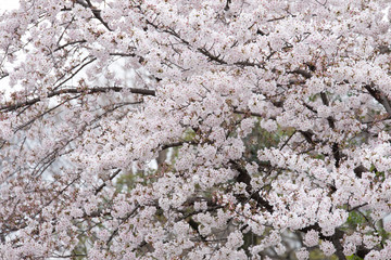 sakura japan