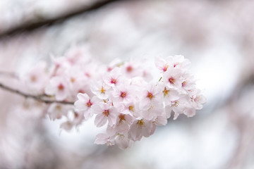 sakura japan