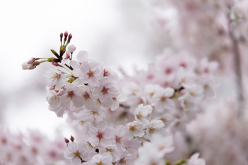 Obraz premium sakura japan