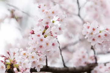 sakura japan