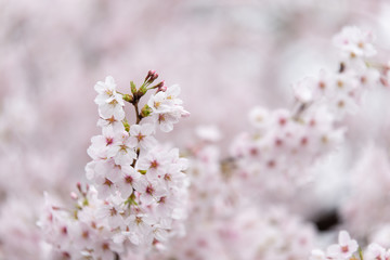 sakura japan