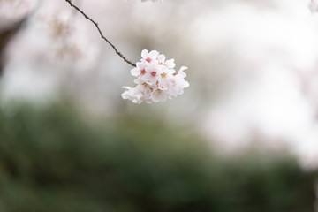 sakura japan