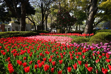 春のチューリップ