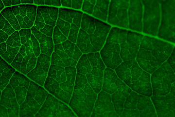 Colorful textures green leaf background.Close up leaf line.