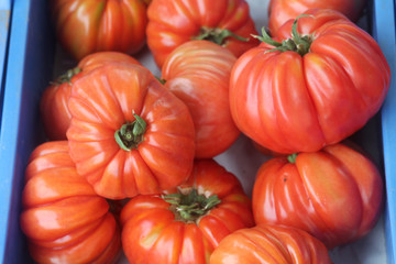 pile of ripe red tomatoes in a plastic storage box 