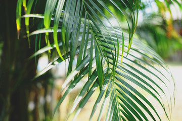 Tropical palm leaves, blurred background. Sunlight on palm leaves at summer.