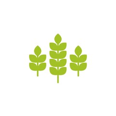 Three ears of wheat, barley or rye. Green icon Icon isolated on white.
