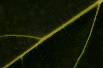 Colorful textures green leaf background.Close up leaf line.