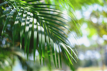 Tropical palm leaves, blurred background. Sunlight on palm leaves at summer.