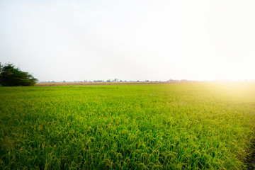 Fototapeta na wymiar Rice fields at sunset. The beautiful of nature