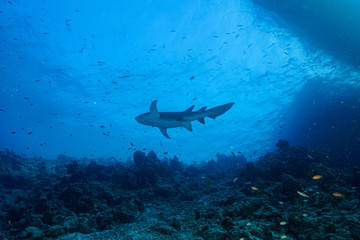Fototapeta premium Diving the Maldives