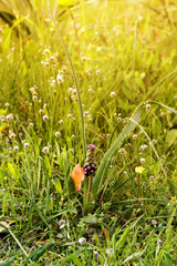 The plant (Muscari comosum) grows in the mountains