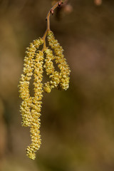 Haselnuss Fruchtstand