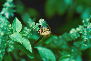 Transparent and fluffy brown wings wasp all over his body perched on flowers