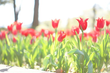 春のチューリップ