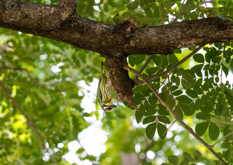 Coppersmith Barbet (Megalaima haemacephala) hanging down on a branch.