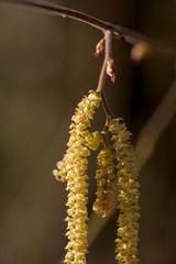 Haselnuss Fruchtstand