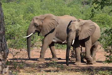 Obraz premium Afrikanischer Elefant / African elephant / Loxodonta africana