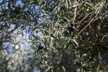 The fruits of olives on a tree branch