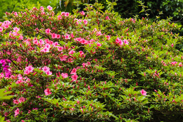 Beautiful blooming pink rhododendron in the garden