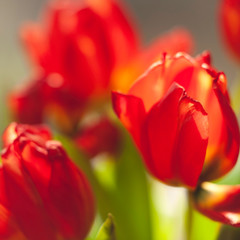 Colros of love red tulips