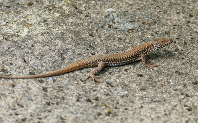 Ruinen Eidechse, kleine Echse schleicht auf einer alten Mauer entlang