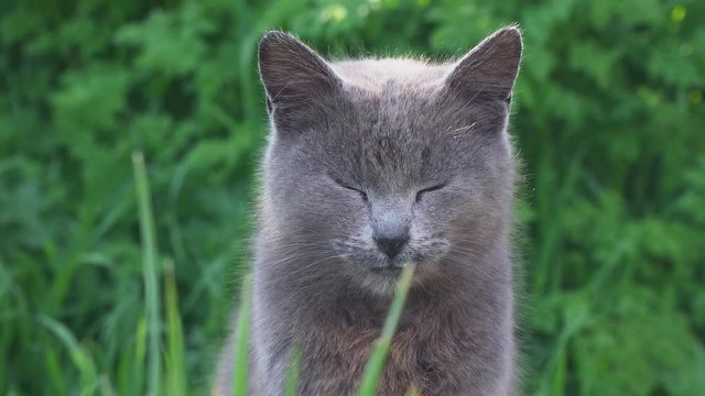 Proud gray cat sits on the grass alone