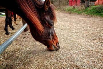 pferd beim fressen