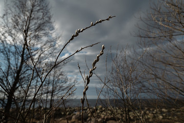 Pussy willow close up on the 13th of April in Latvia - Spring flowers and tree twigs