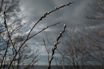 Pussy willow close up on the 13th of April in Latvia - Spring flowers and tree twigs