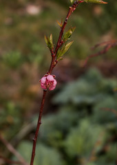 Fototapeta premium Aprikosenzweig mit Blüte