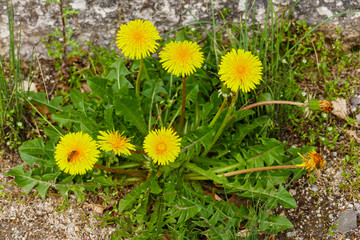 Löwenzahn mit gelber Blüte und grünen Blättern
