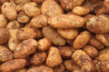 pile of fresh raw potatoes covered in soil