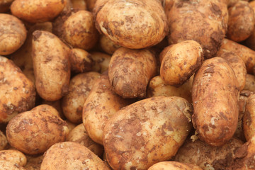pile of fresh raw potatoes covered in soil