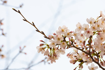 Cherry blossom in spring for background or copy space for text