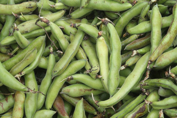 pile of thick ripe green bean pods
