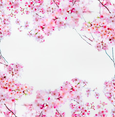 Obraz na płótnie Canvas Pink sakura cherry blossom on white. Spring nature frame with blooming twigs of cherry trees. Springtime nature background