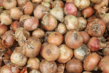 pile of dry ripe yellow onion bulbs 