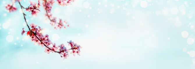 Beautiful spring cherry sakura blossom twigs at sky background in sunshine with bokeh. Outdoor springtime nature background. Pink spring blossom. Banner or template