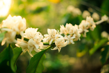 Season of flowers, coffee and sunlight