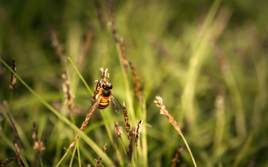 Bee labor is collecting pollen in yellow grass garden
