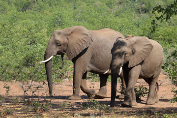 Afrikanischer Elefant / African elephant / Loxodonta africana