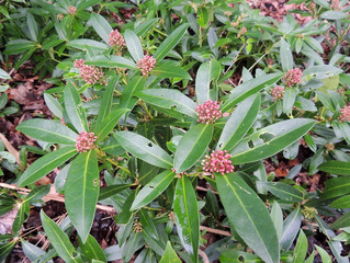 Japanese skimmia, Skimmia japonica, with buds