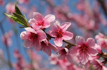 pink cherry blossom flower in spring time over blue sky.